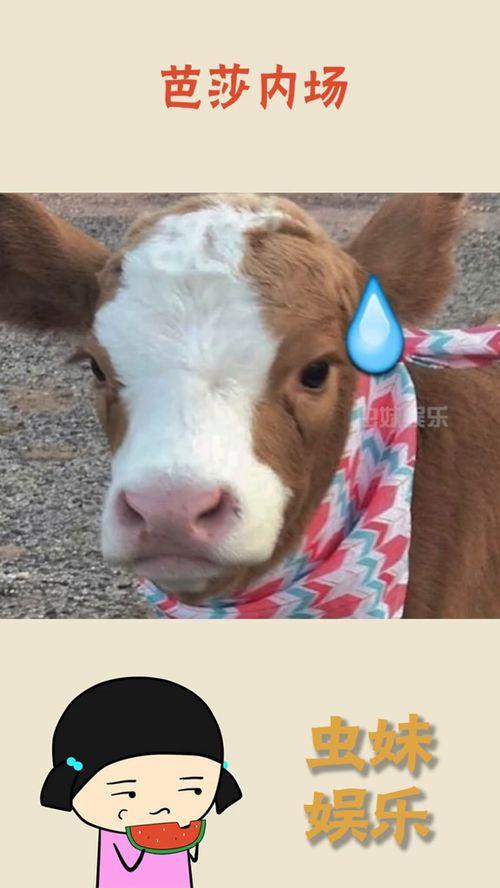 娱乐吃瓜的抖音